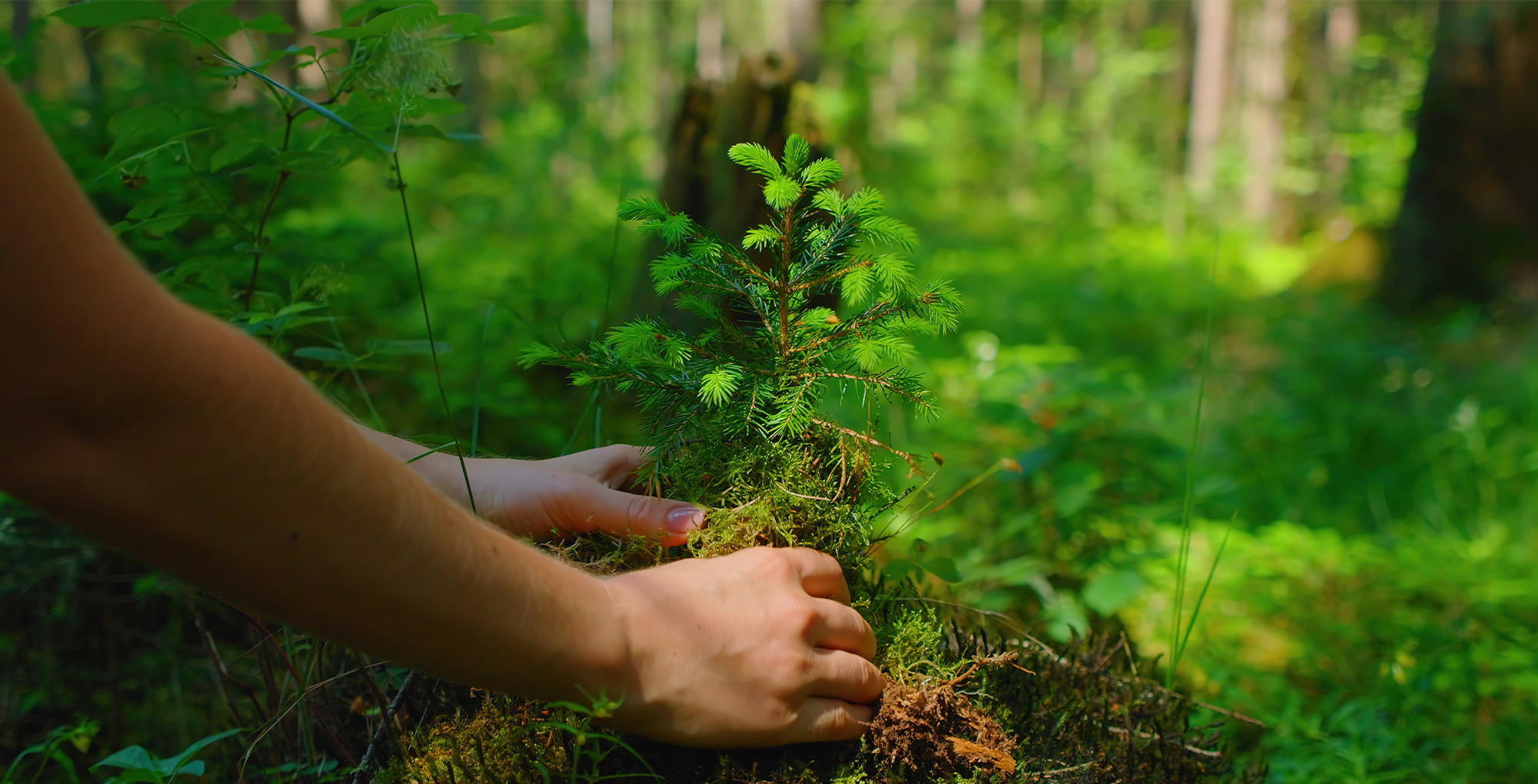 Nachhaltiger Rohstoff